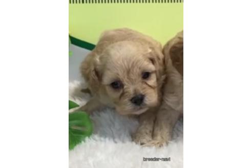 成約済の栃木県のミックス犬-182867の1枚目